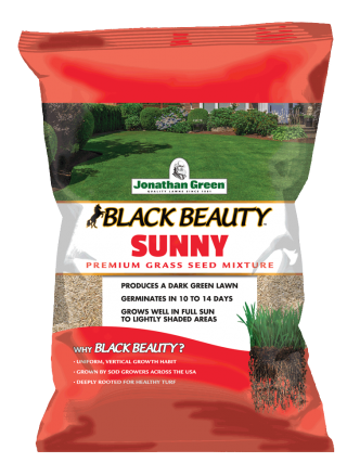 Black Beauty Sunny